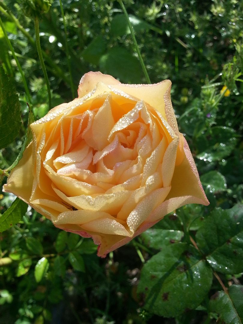 well being photo 20130525_084413_zps61f9394b.jpg